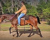 all-around-thoroughbred-horse