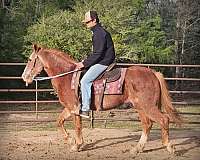 advance-beginner-quarter-horse