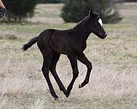 athletic-quarter-horse