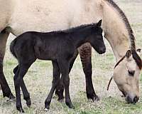 breeding-quarter-horse