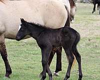 cowboy-mounted-shooting-quarter-horse