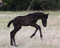 mounted-patrol-quarter-horse