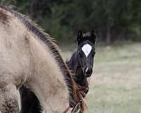 ranch-versatility-quarter-horse