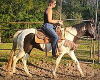 eager-to-please-spotted-saddle-horse