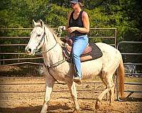 advance-beginner-quarter-horse