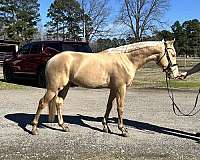 ranch-versatilit-andalusian-horse