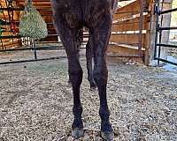 gaited-halter-kentucky-mountain-horse