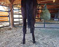 gaited-halter-colt