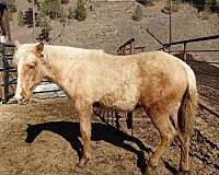 gaited-halter-kentucky-mountain-palomino-horse