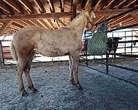 palomino-kentucky-mountain-colt