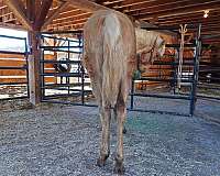 palomino-gaited-halter-horse