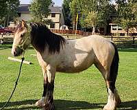 show-champion-gypsy-vanner-horse