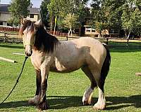 show-points-gypsy-vanner-horse