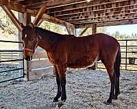 small-star-front-left-foot-white-below-hock-horse