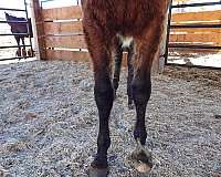 bay-small-star-front-left-foot-white-below-hock-horse