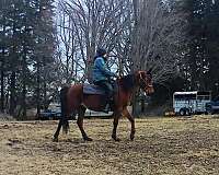 western-dre-arabian-horse