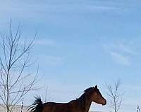 elk-arabian-horse