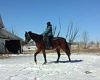 athletic-arabian-horse