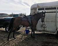 driving-arabian-horse