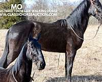 buy-now-gelding