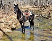 any-terrain-tennessee-walking-horse