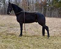 anyone-tennessee-walking-horse