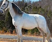 for-all-ages-tennessee-walking-horse