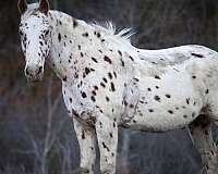 appaloosa-gelding