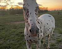 appaloosa-horse-for-sale