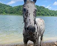 appaloosa-horse