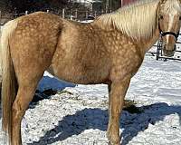 palomino-white-blaze-mane-tail-horse