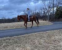 kid-safe-quarter-horse