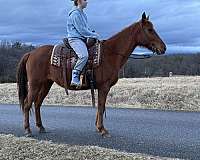 husband-safe-quarter-horse