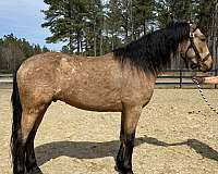 arabian-gelding-friesian-horse