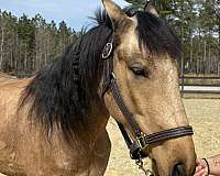 neck-reining-friesian-horse