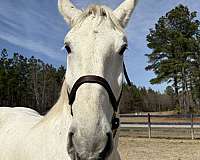 broke-the-very-best-percheron-horse