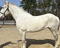 commercial-percheron-horse