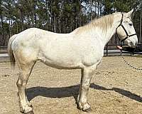 spirited-percheron-horse