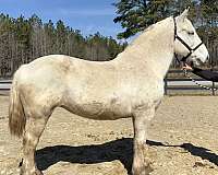 lazy-percheron-horse