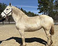 ridden-on-the-trails-percheron-horse