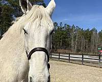 sane-percheron-horse