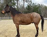 aqha-quarter-horse