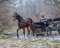 draft-friesian-horse