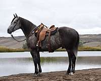 grey-draft-friesian-gelding