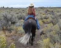 friesian-gelding