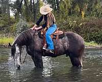 friesian-horse