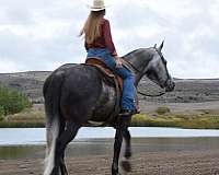 draft-draft-friesian-horse