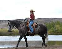 dressage-draft-friesian-horse