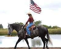 trail-draft-friesian-horse