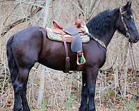 black-trail-class-compet-horse